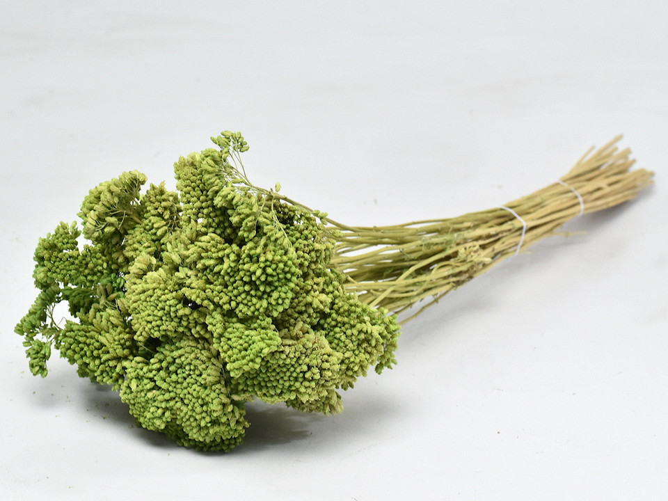 Bouquet Achillea Parker Vert 60cm
