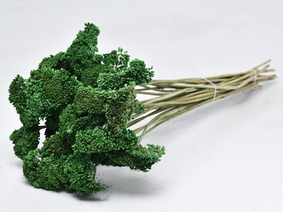 Achillea Parker Groen 60cm