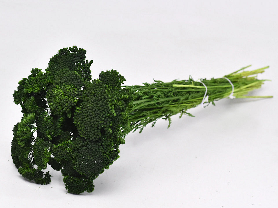 Achillea Parker Groen 60cm