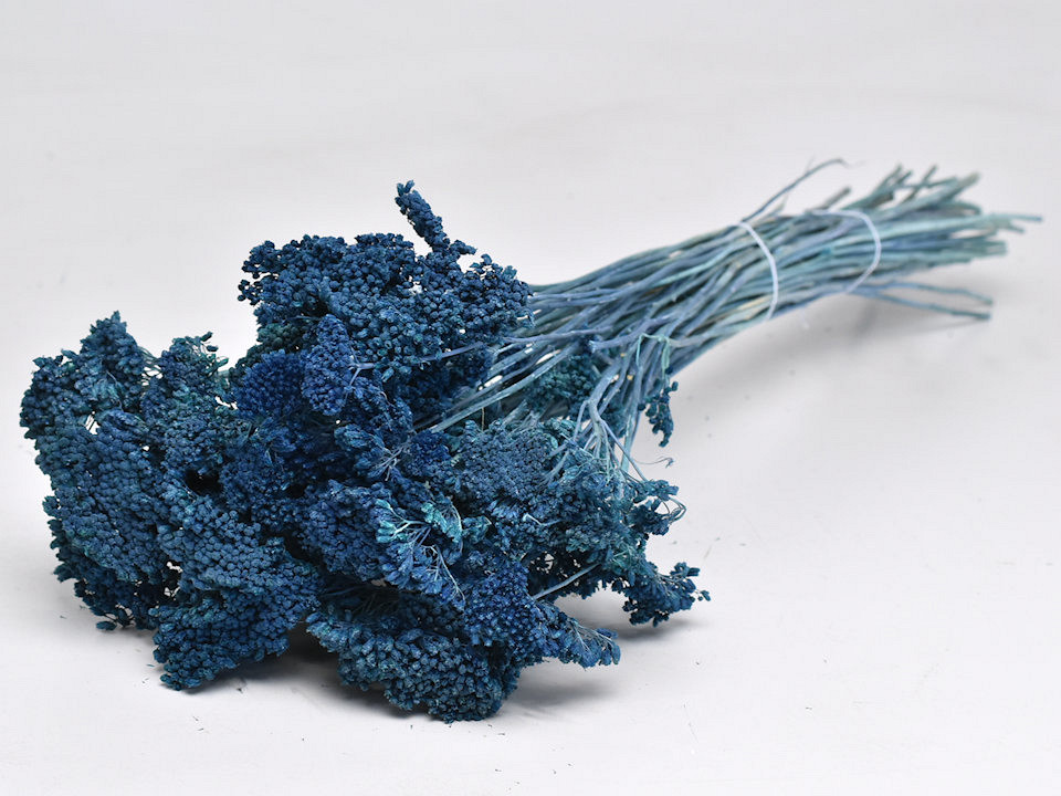 Achillea Parker Blauw 60cm