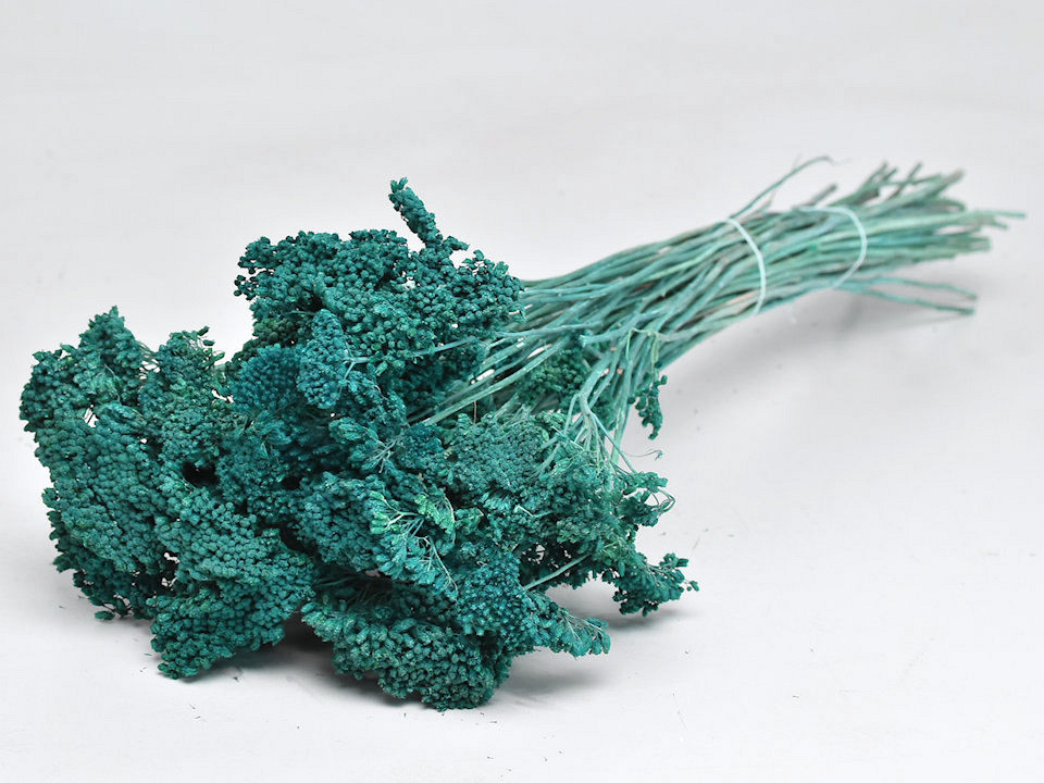 Bouquet Achillea Parker Vert-Bleu 60cm