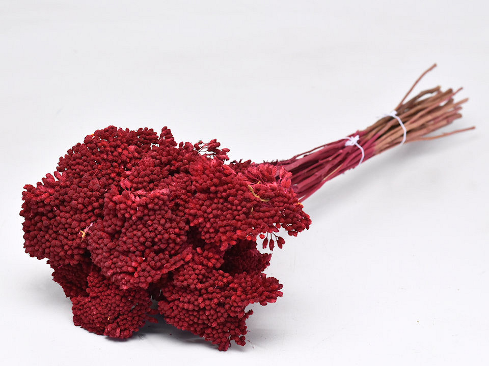 Bouquet Achillea Parker Rouge 60cm