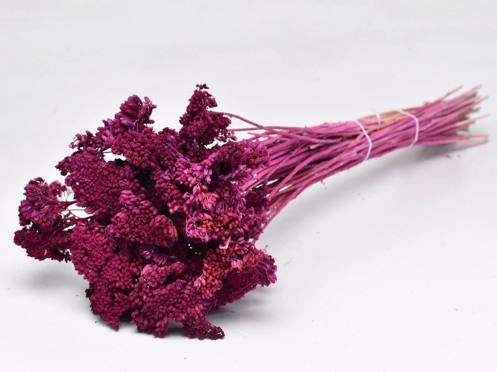 Bouquet Achillea Parker Violette 60cm