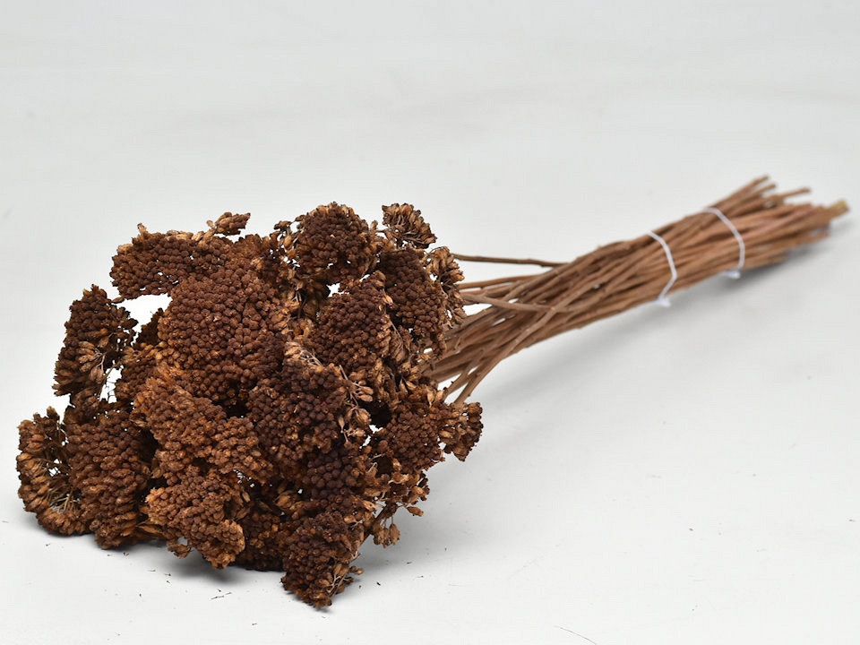 Bouquet Achillea Parker Marron 60cm