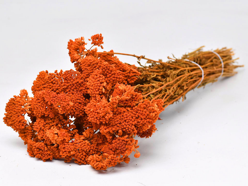 Bouquet Achillea Parker Orange 60cm