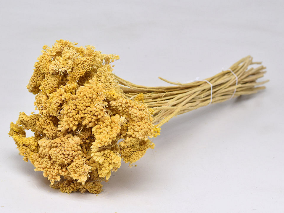 Bouquet Achillea Parker Jaune 60cm