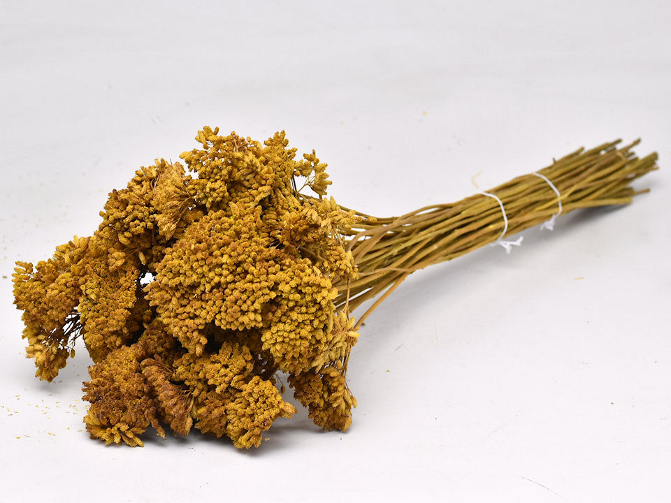 Bouquet Achillea Parker Khaki 60cm