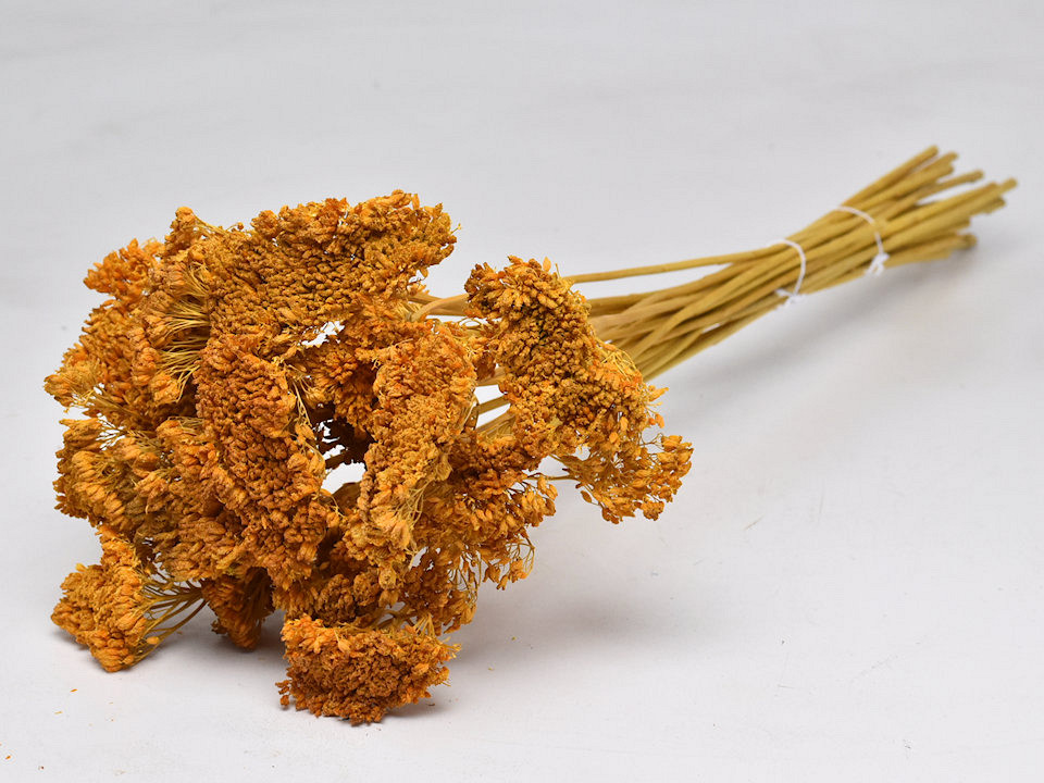 Bouquet Achillea Parker Ocre 60cm