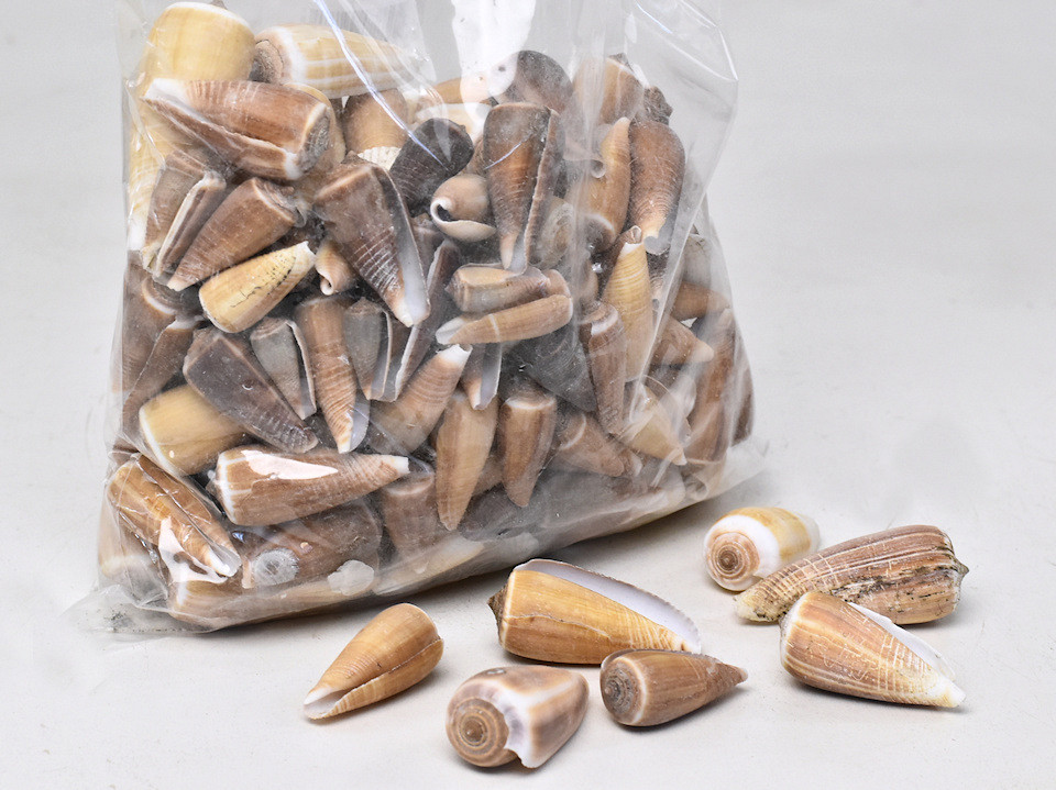 Coquillages Mixed Cones 1kg