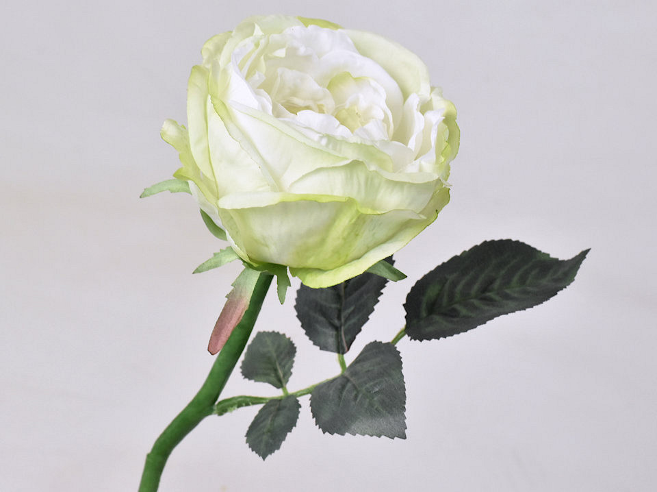 Rosier Thé Vert-Blanc 33cm