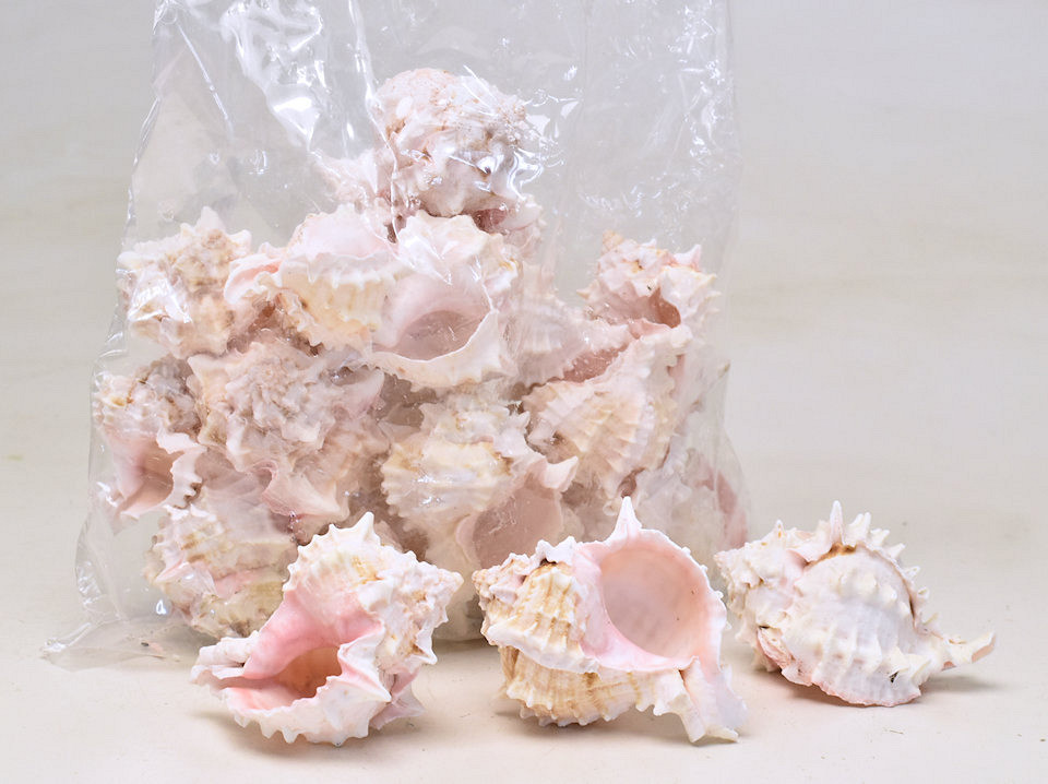 Schelpen Pink Murex 1kg