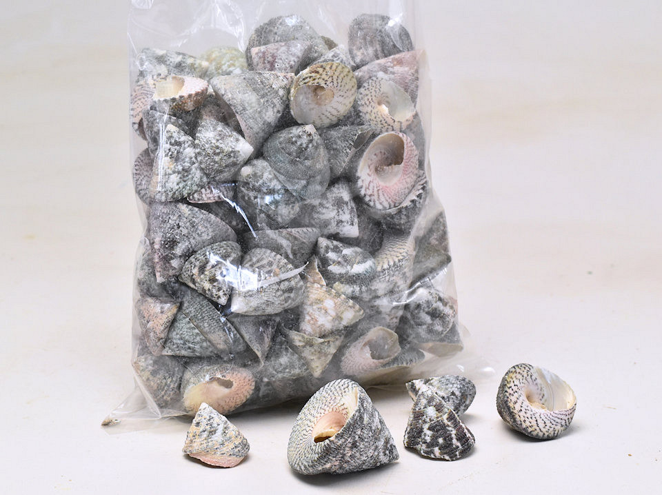 Schelpen Trochus Groen 1kg