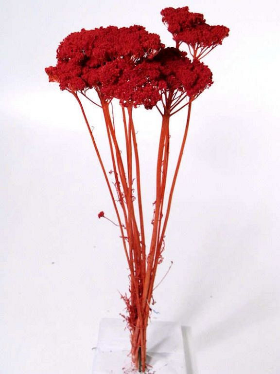 Bouquet Achillea Parker Rouge Clair 70cm