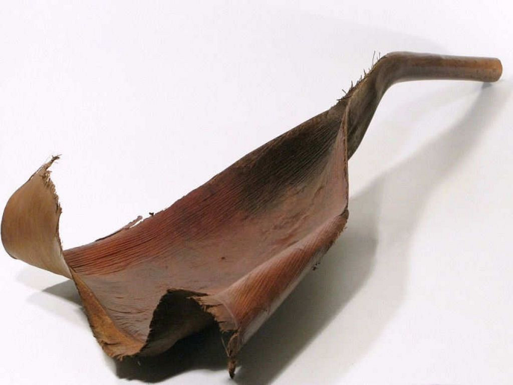 Palm Takaka 115cm