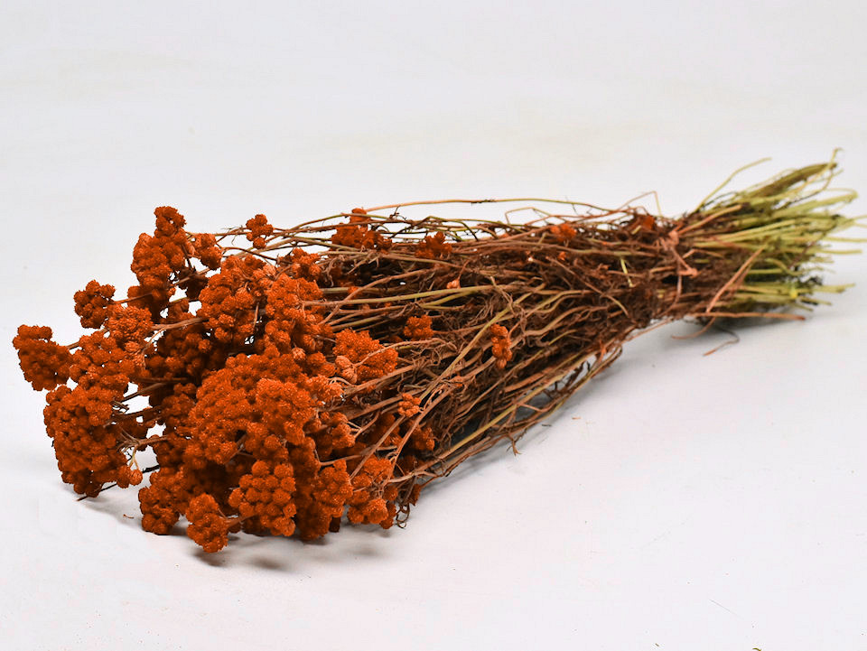 Lonas Oranje 55cm