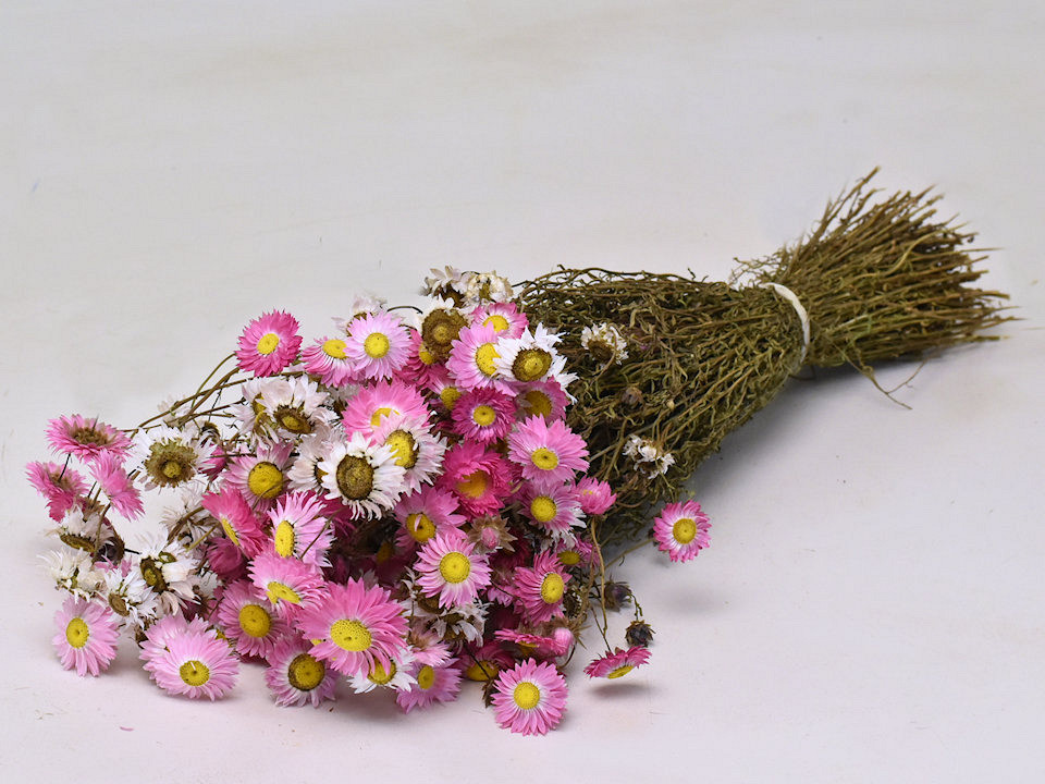 Acroclinium Rose 50cm 2nd Quality
