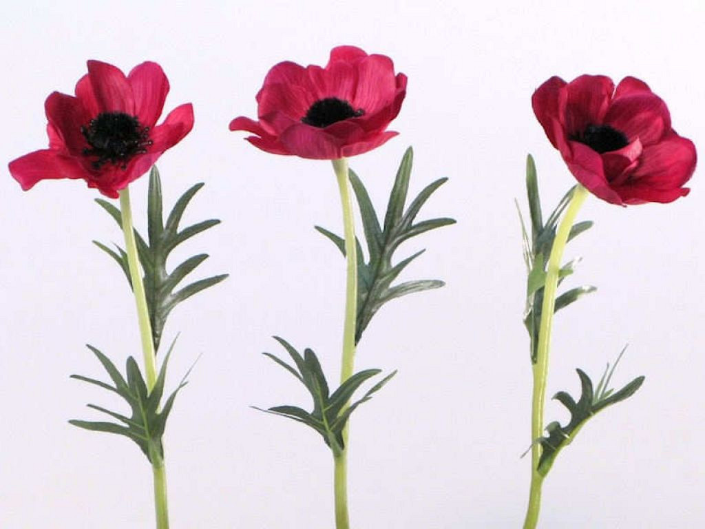 AnÃ©mone 30cm rouge