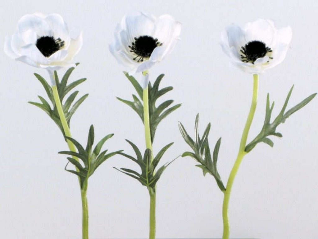 AnÃ©mone 30cm blanc
