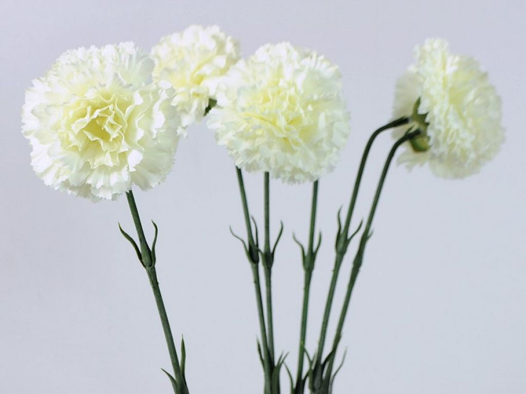 Dianthus 55cm blanc