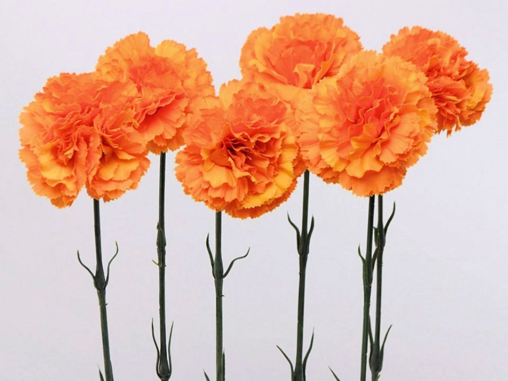 Dianthus 55cm orange