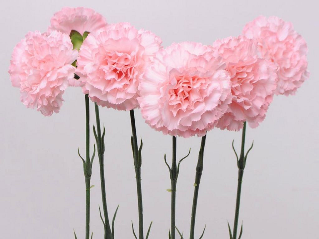 Anjer 55cm roze