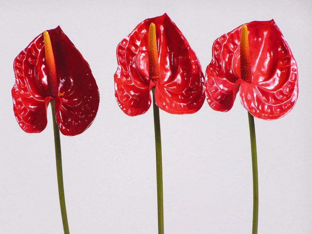 Anthurium 40cm - 10cm rouge
