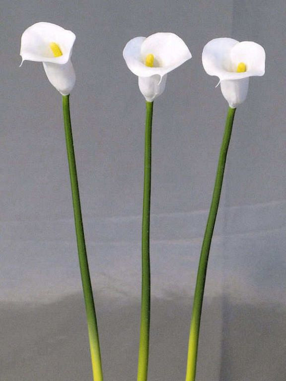 Calla 55cm blanc