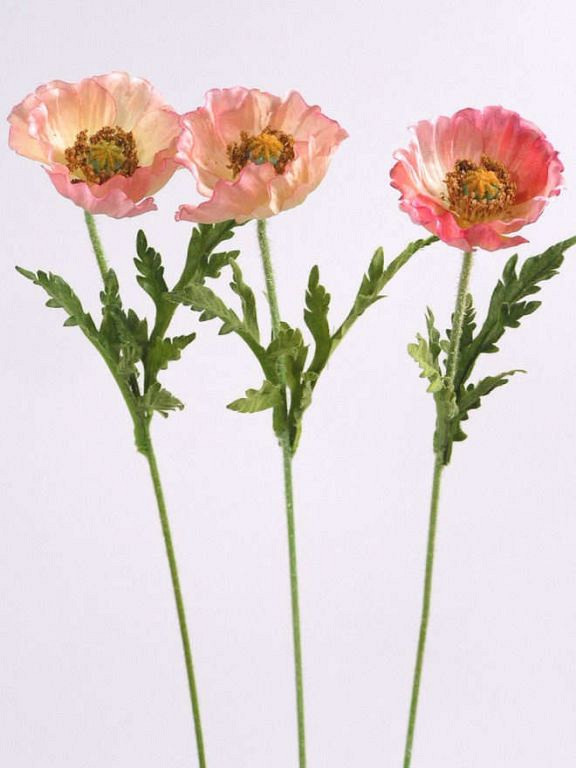 Klaproos oud roze 60cm