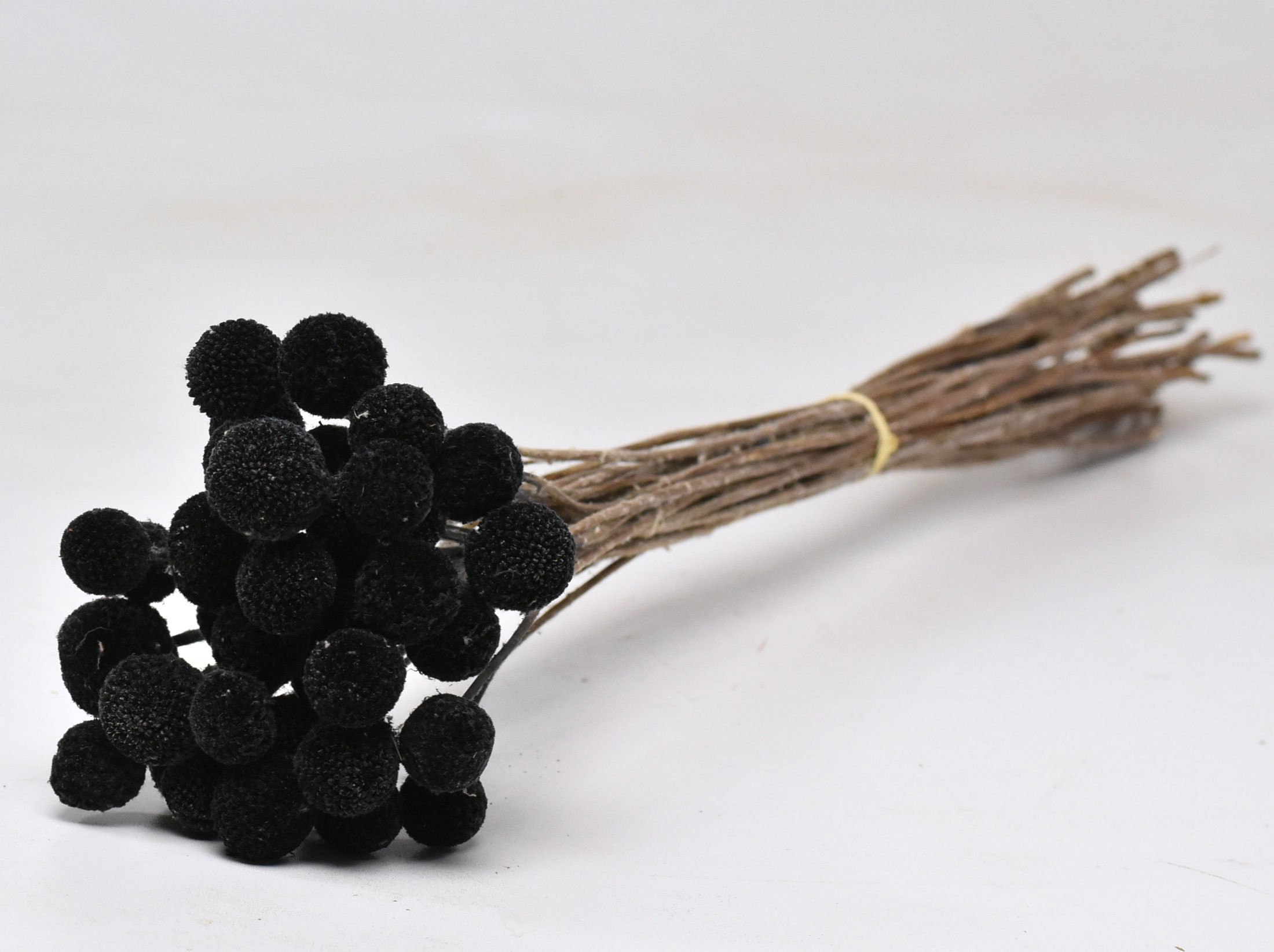Craspedia Noir 40pcs