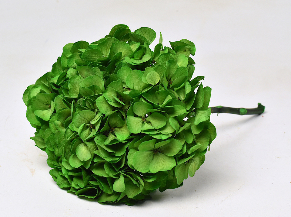 Hortensia gepreserveerd Groen D16cm