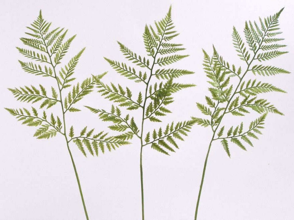 Fougère Cuir 60cm vert