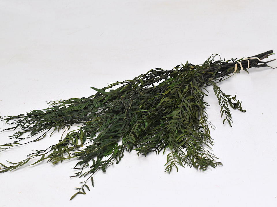 Peperboom Blad Groen 100gr