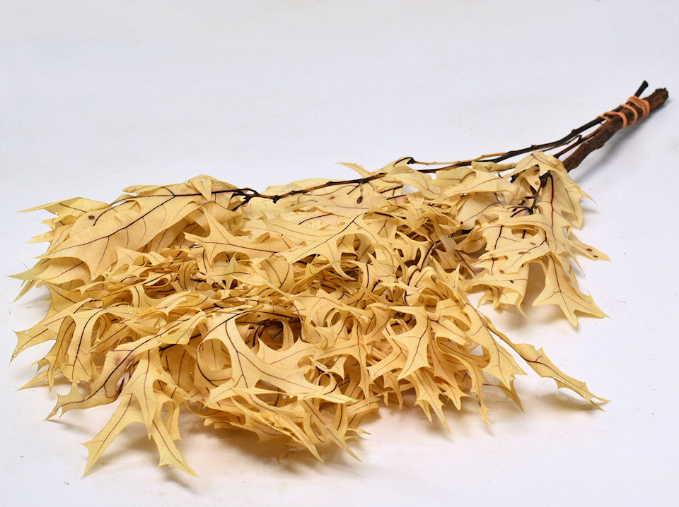 Eikenblad Creme 50-60cm