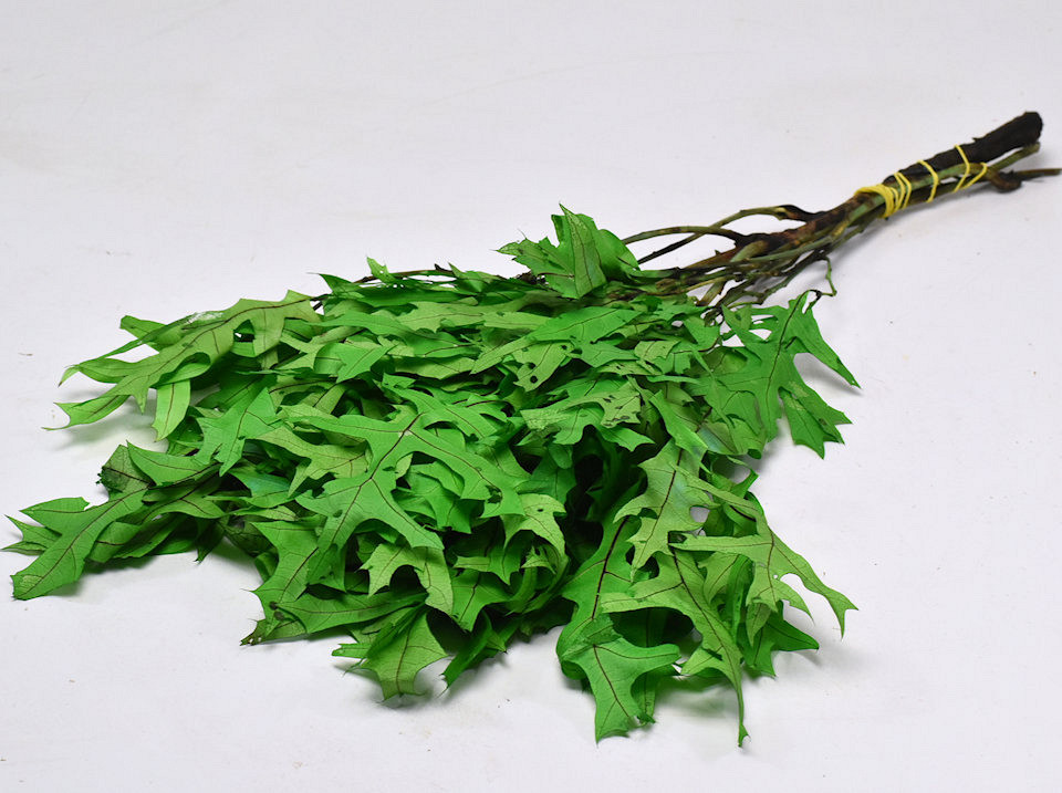 Feuille de Chêne Vert 50-60cm