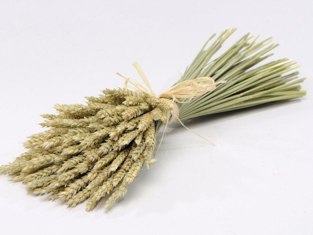 Droogboeket Tarwe 45cm plat