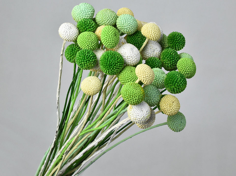 Craspedia mix Vert, par tige