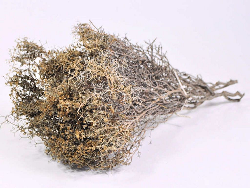 Bijennest 30-50cm