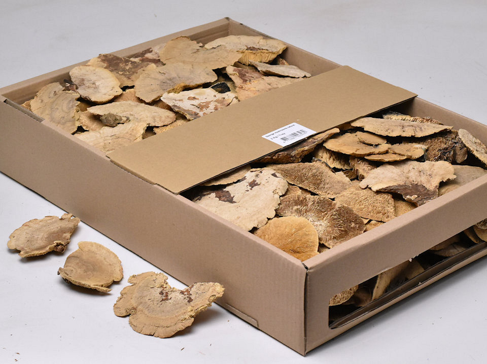 Sponge Mushroom 2kg