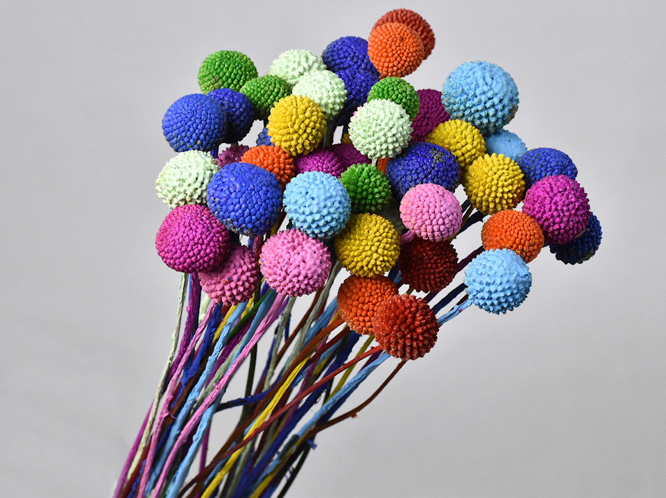 Craspedia Regenboog mix, per steel