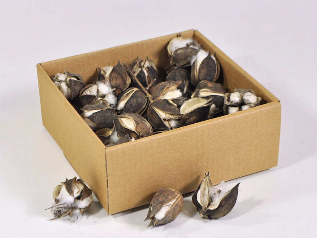 Cône de Coton 40-Pack