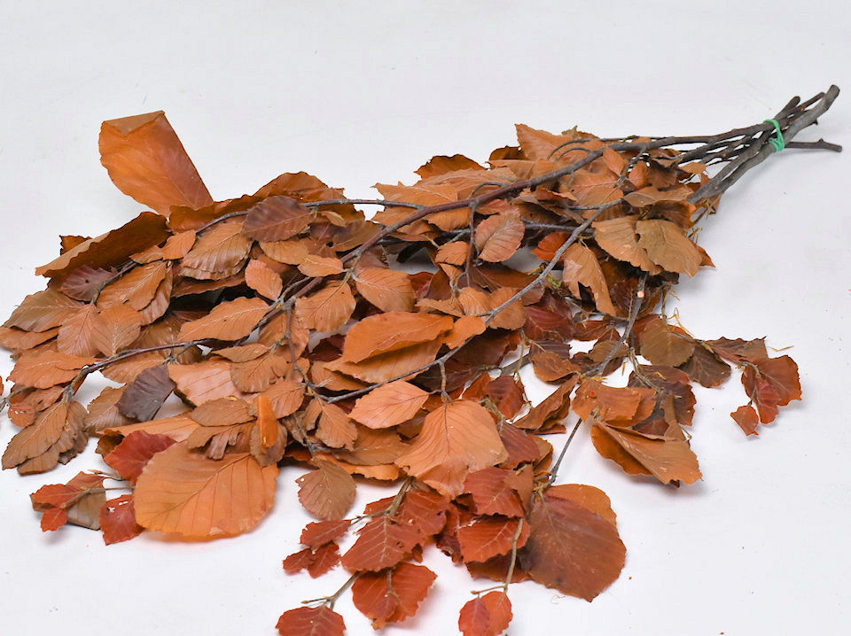 Beukenblad Bruin 80cm