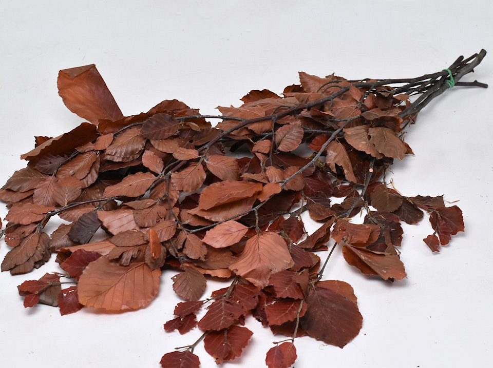 Feuille de Hêtre Rouge 80cm