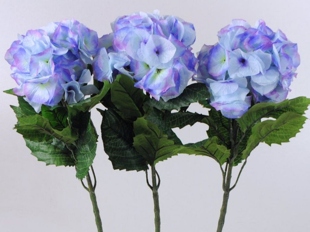 Hortensia Giant 75cm bleu