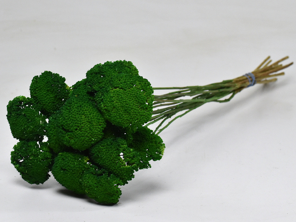 Achillea Parker Groen