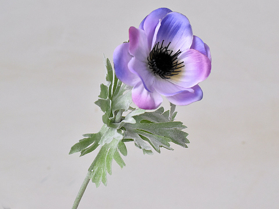 Anemone 30cm Lila