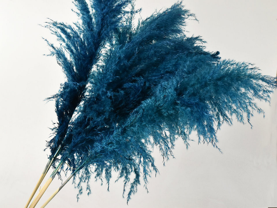 Herbe de la pampa 110cm Bleu