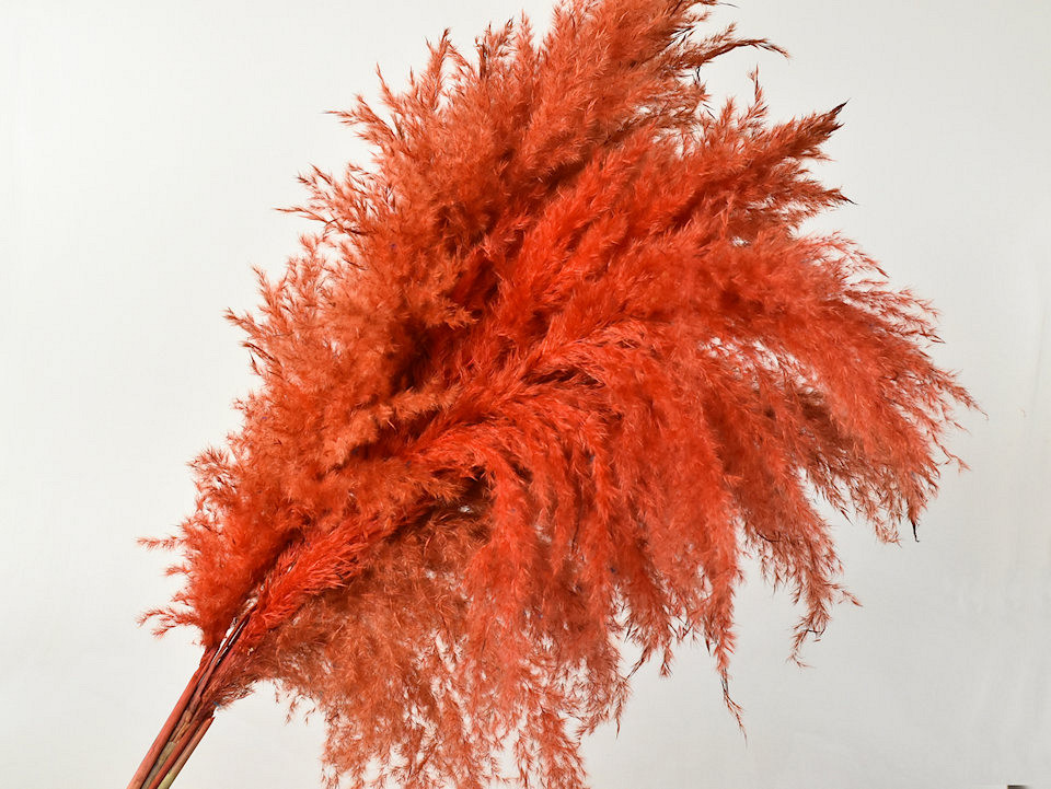 Herbe de la pampa 110cm Orange