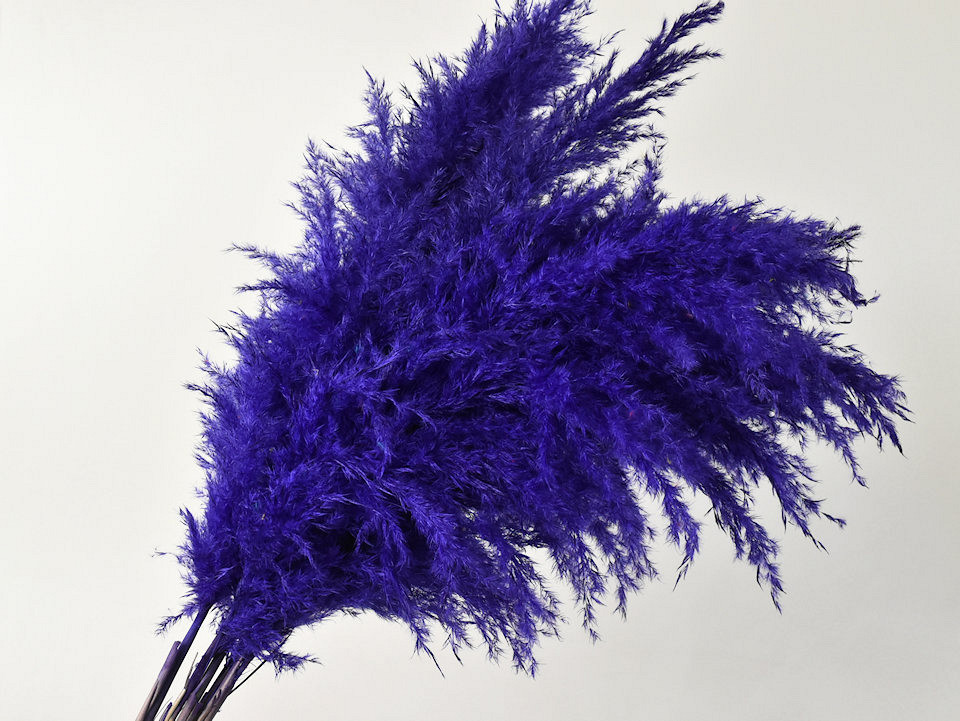 Pampas gras 110cm Paars