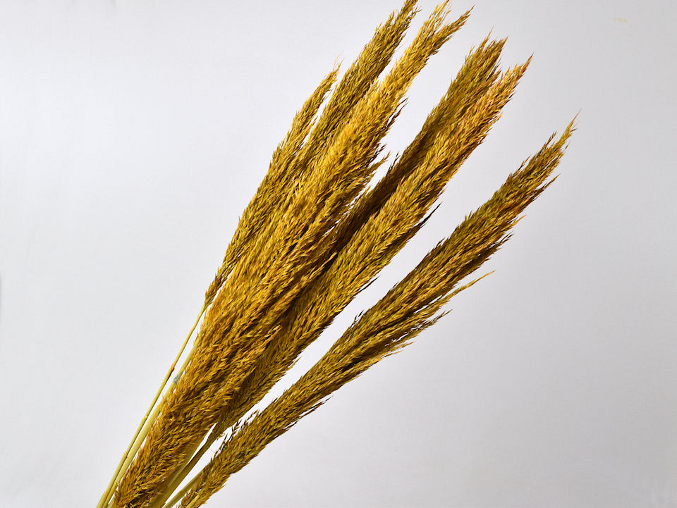 Arundo Mix 110cm Jaune