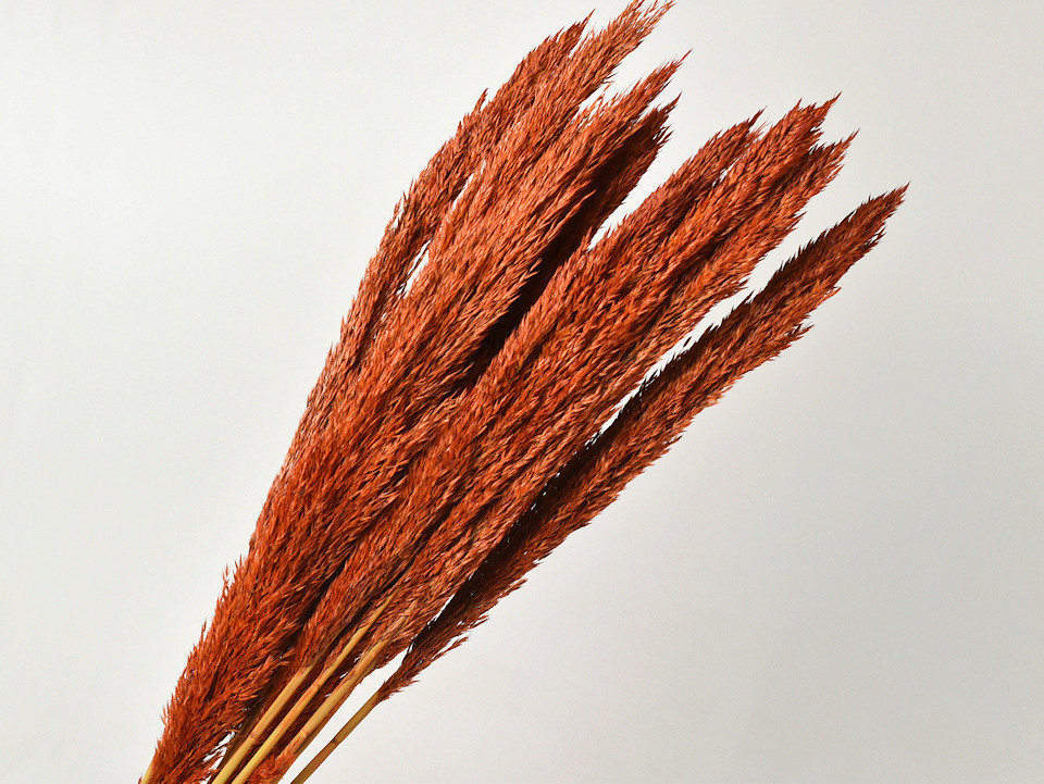 Arundo Mix 110cm Oranje